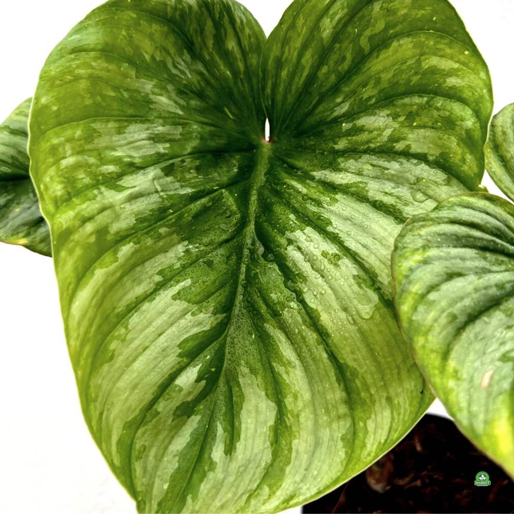Philodendron mamei (2)