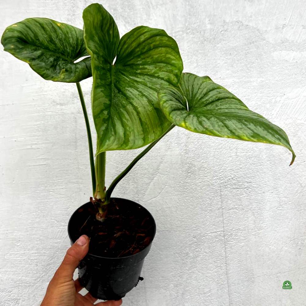FILODENDRON MAMEI Philodendron (don 12cm)
