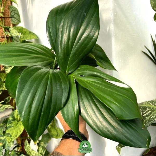Philodendron Dragon Tail10