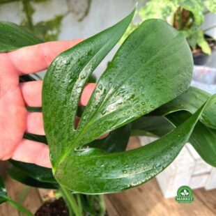 Philodendron Dragon Tail4