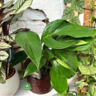 Philodendron Dragon Tail8