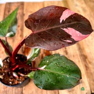 Philodendron pink princess (4)