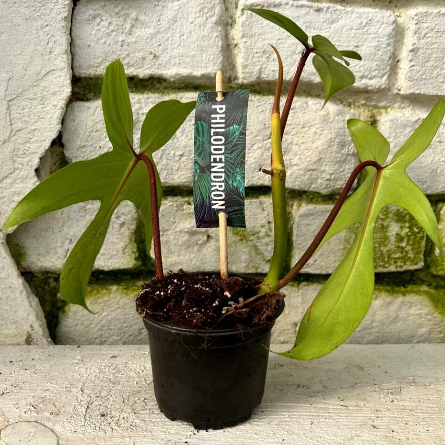 Philodendron floride green mini (2)