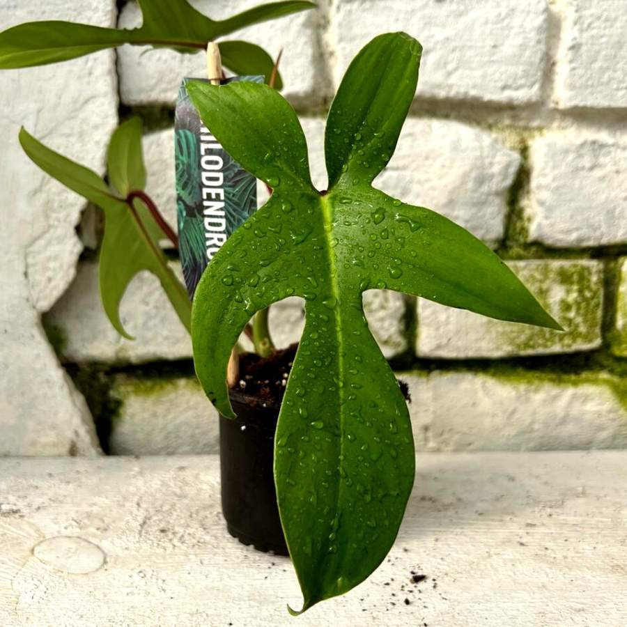 Philodendron floride green mini (3)