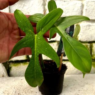 Philodendron floride green mini (4)