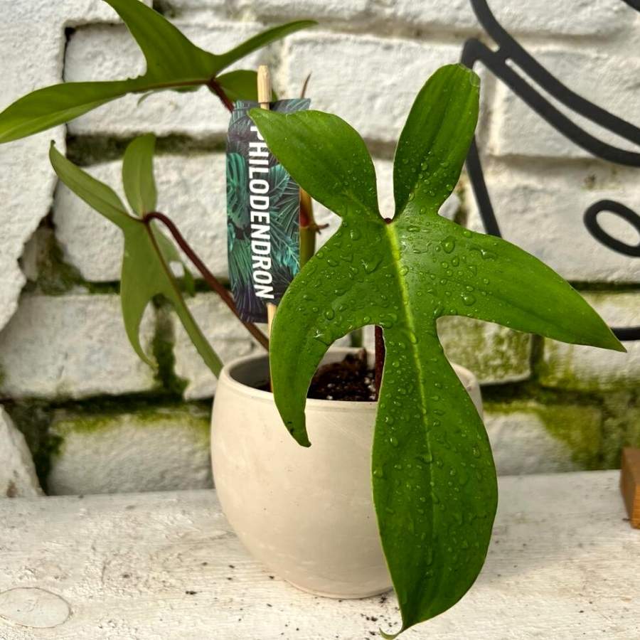 Philodendron floride green mini (5)