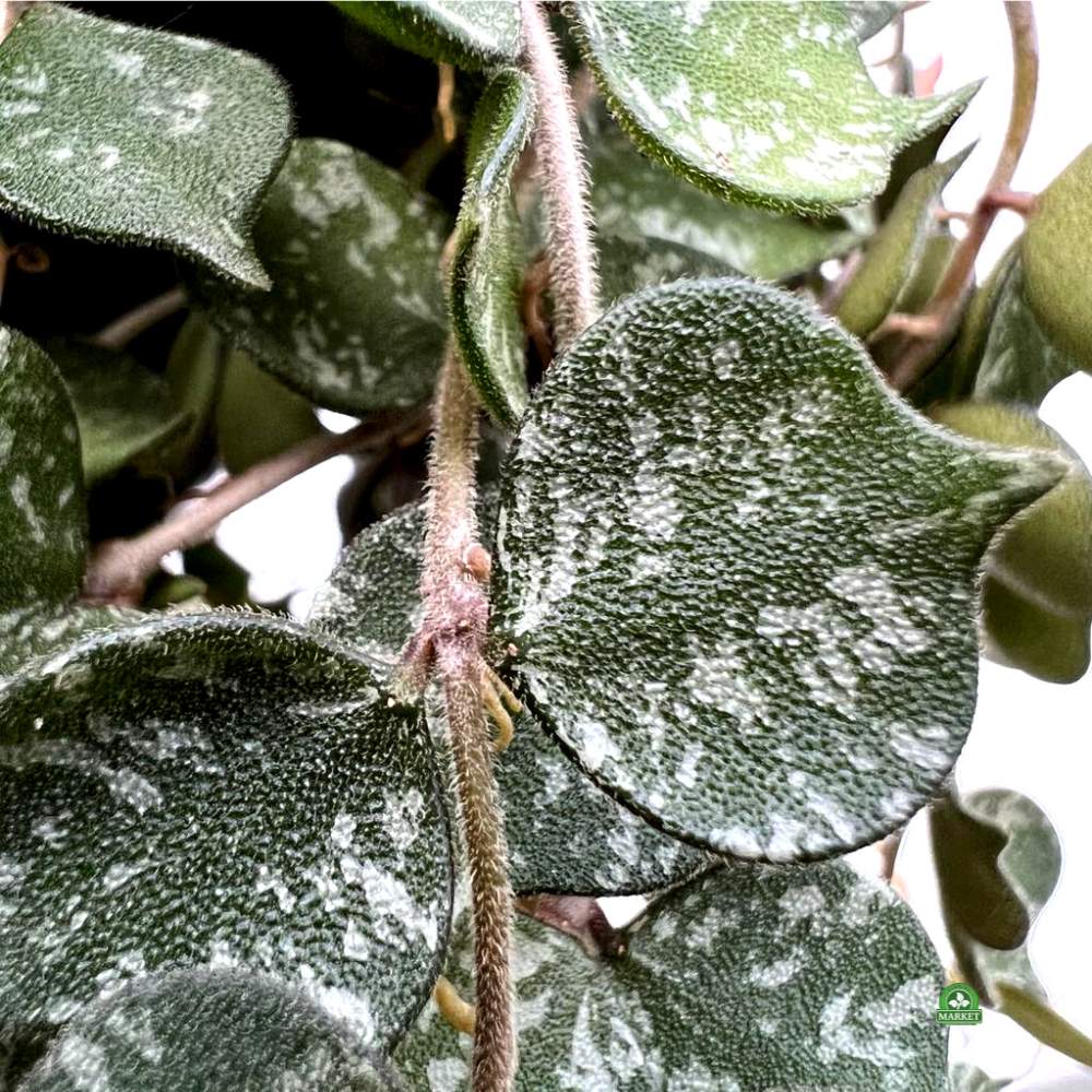 Hoya curtisii (5)