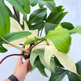 Philodendron Florida Ghost (1)