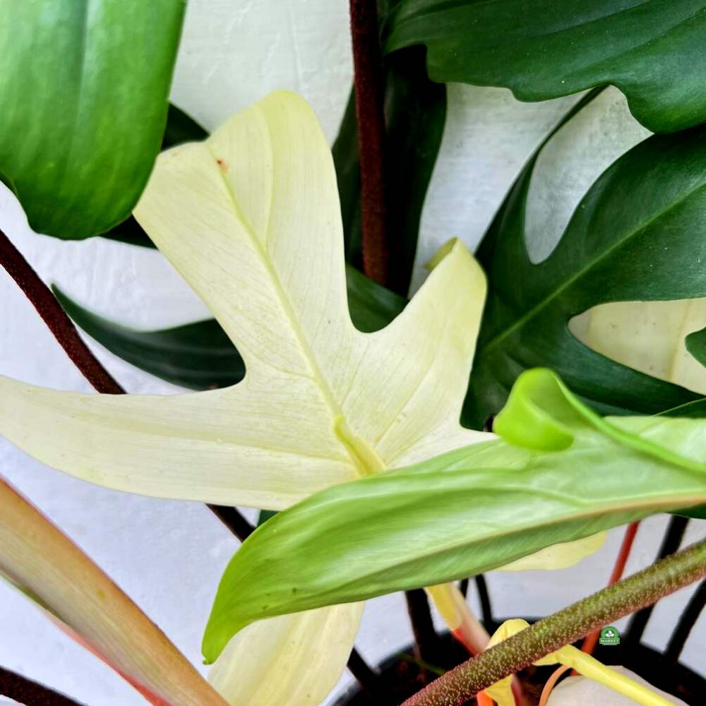 Philodendron Florida Ghost (3)