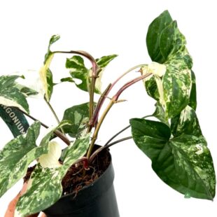 syngonium variegata