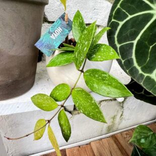 Hoya gracilis mini (7)