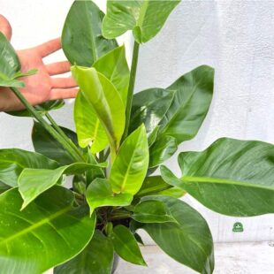 PHILODENDRON-IMPERIAL-GREEN (2)