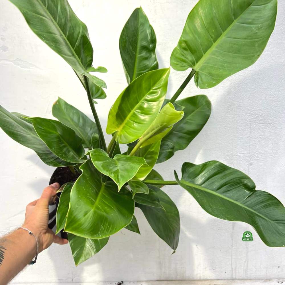 PHILODENDRON-IMPERIAL-GREEN (3)