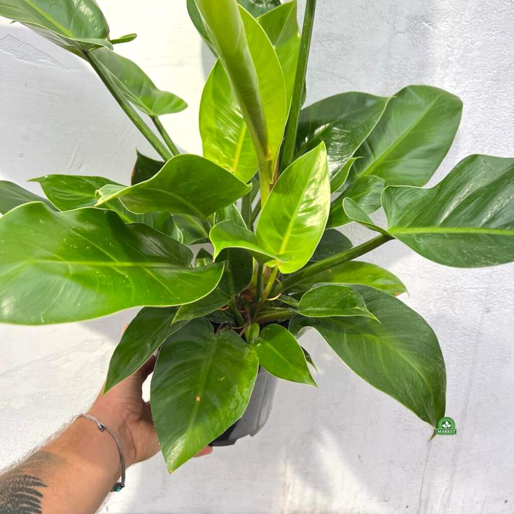 PHILODENDRON-IMPERIAL-GREEN (4)