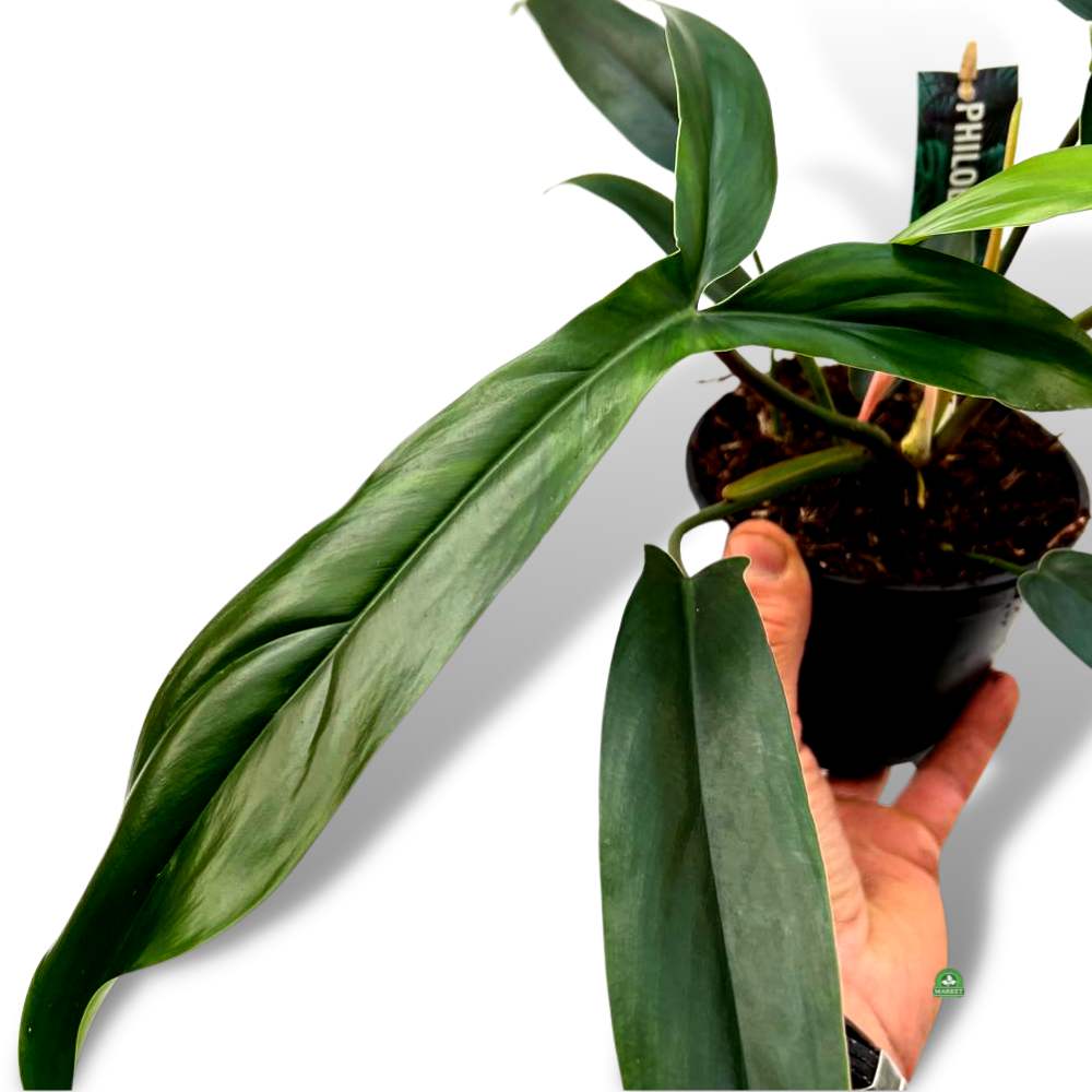 Philodendron Code 69686-3