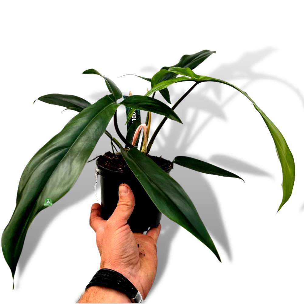 PHILODENDRON CODE 69686 Filodendron Bette Waterbury