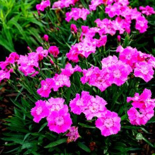 Gozdzik Dianthus-caryophyllus-Mountain-Frost-Collection-Rose-Bouquet (5)