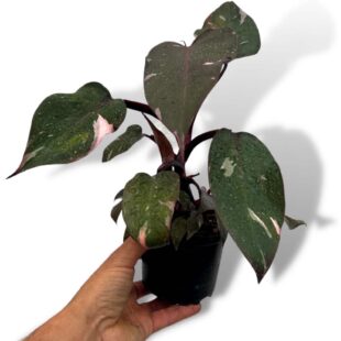 Philodendron pink princess (1)