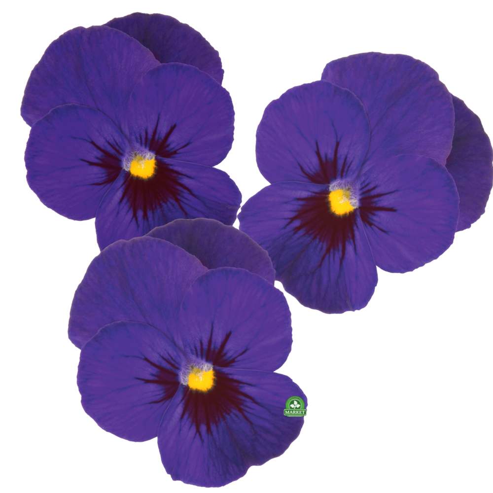 Viola Cornuta fioletowy z okiem