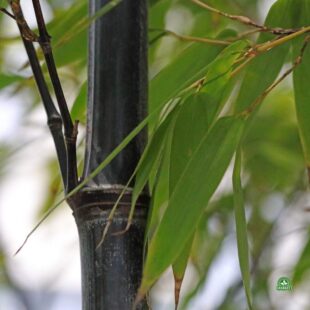 Bamboo black pearl bambus ogrodowy (4)