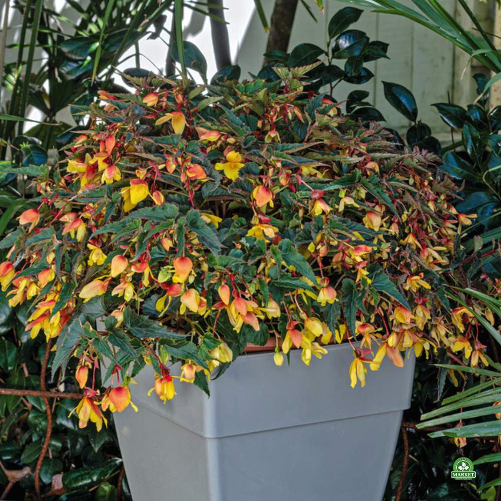 Begonia boliviensis Groovy (9)
