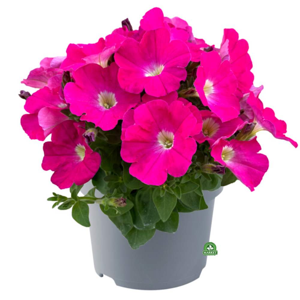 PETUNIA GO!Tunia® Petunia Wielkokwiatowa Neonowy Róż