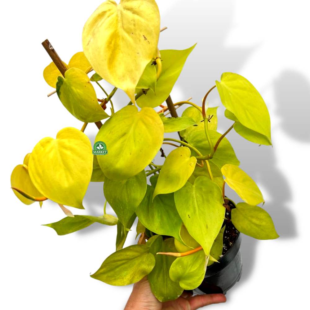 Philodendron lemon pnącza domowe