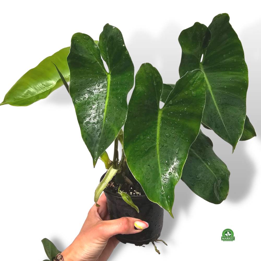 FILODENDRON BURLE MARX Philodendron (don 11cm)