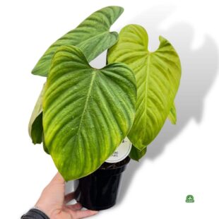 FILODENDRON FUZZY PETIOLE Philodendron don 14cm