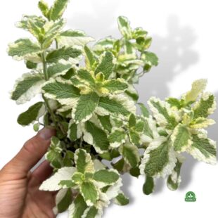 Mięta mentha variegata (3)