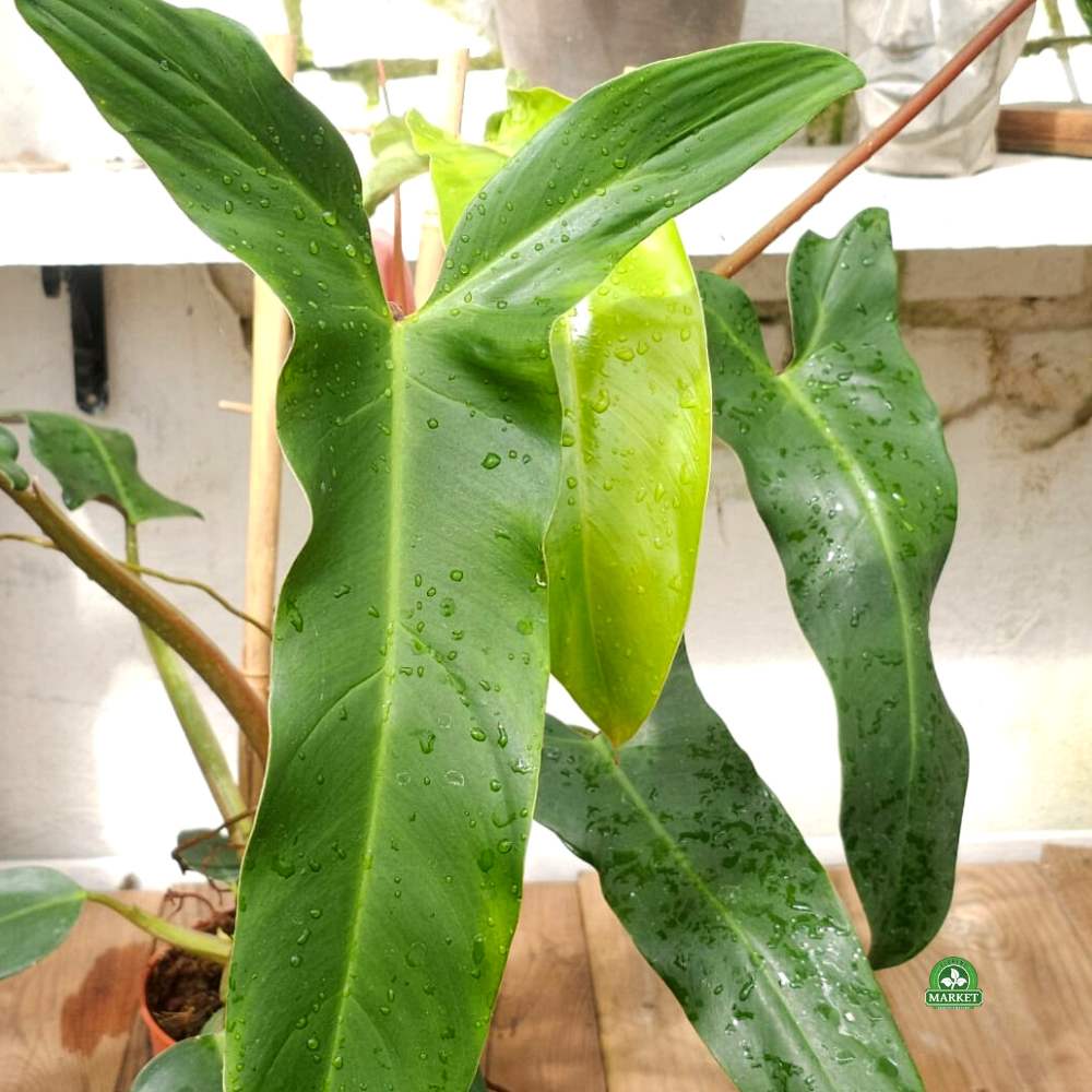 Philodendron Mexicanum filodendron (1)