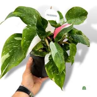 PHILODENDRON WHITE_PINK PRINCES NR 2