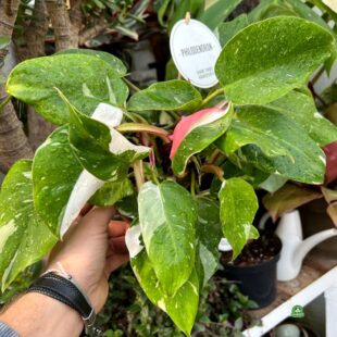 PHILODENDRON WHITE_PINK PRINCES NR 2 (5)