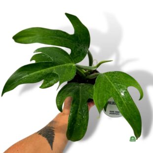 Philodendron Panduriforme (1)