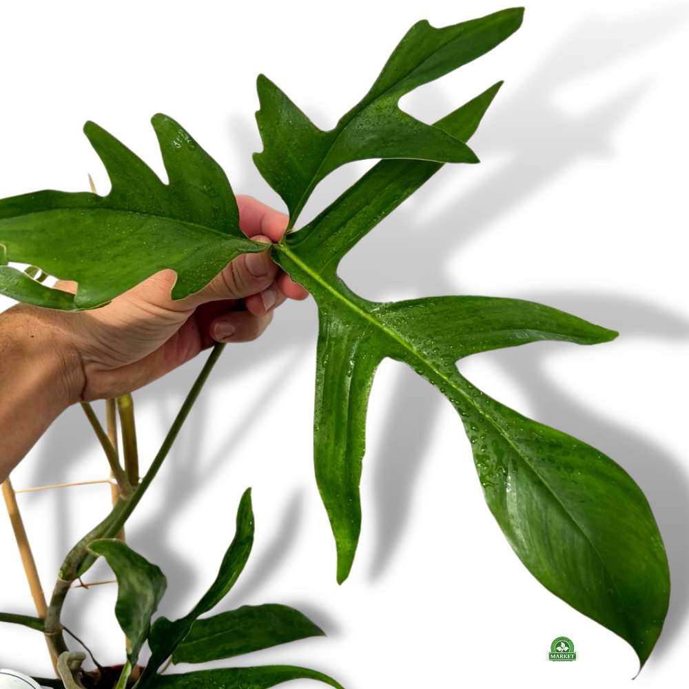 Philodendron pedatum Glad Hands (4)