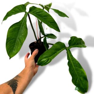 Philodendron tripartitum (5)
