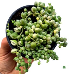 Senecio rowleyanus variegata starzec (1)