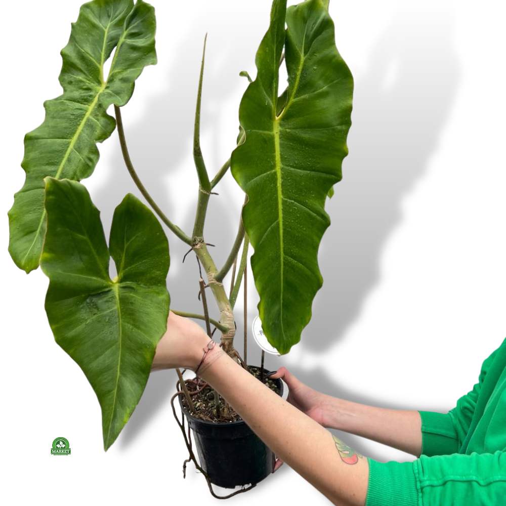 Philodendron-Paraiso-Verde (4)