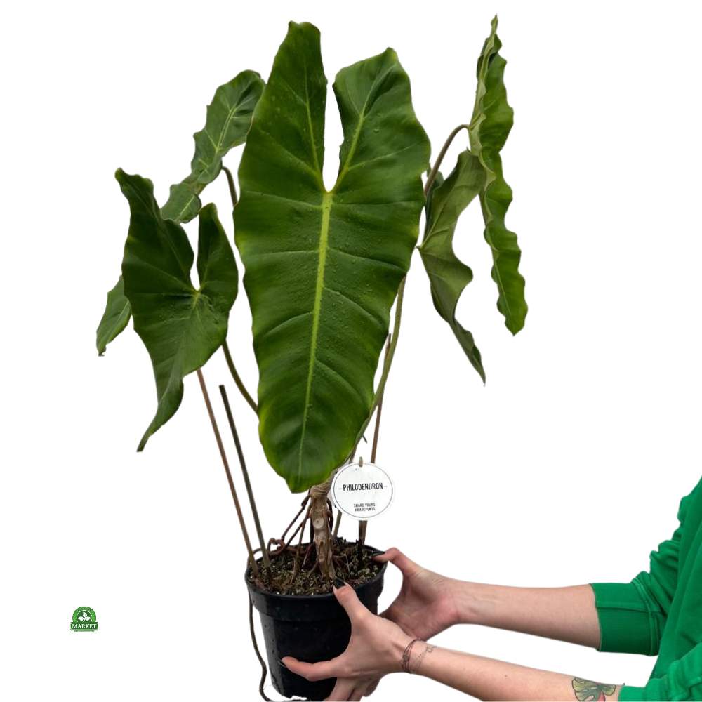 Philodendron-Paraiso-Verde (5)