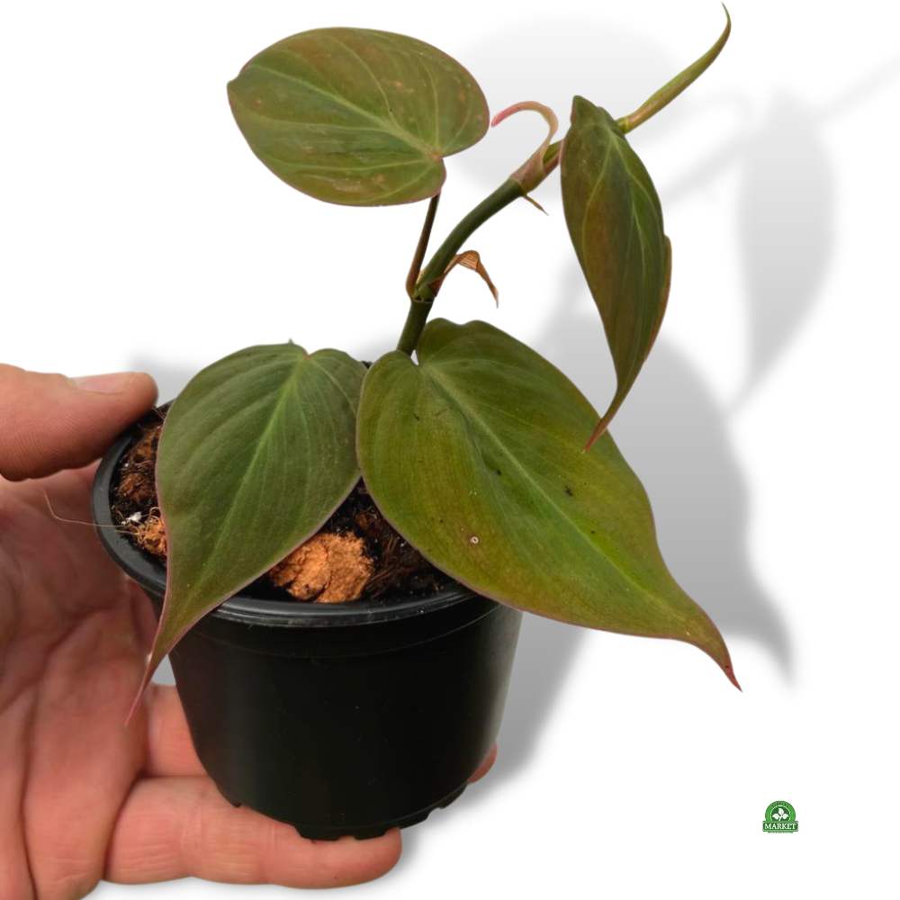 FILODENDRON MICANS Philodendron Scandens (don 9cm)