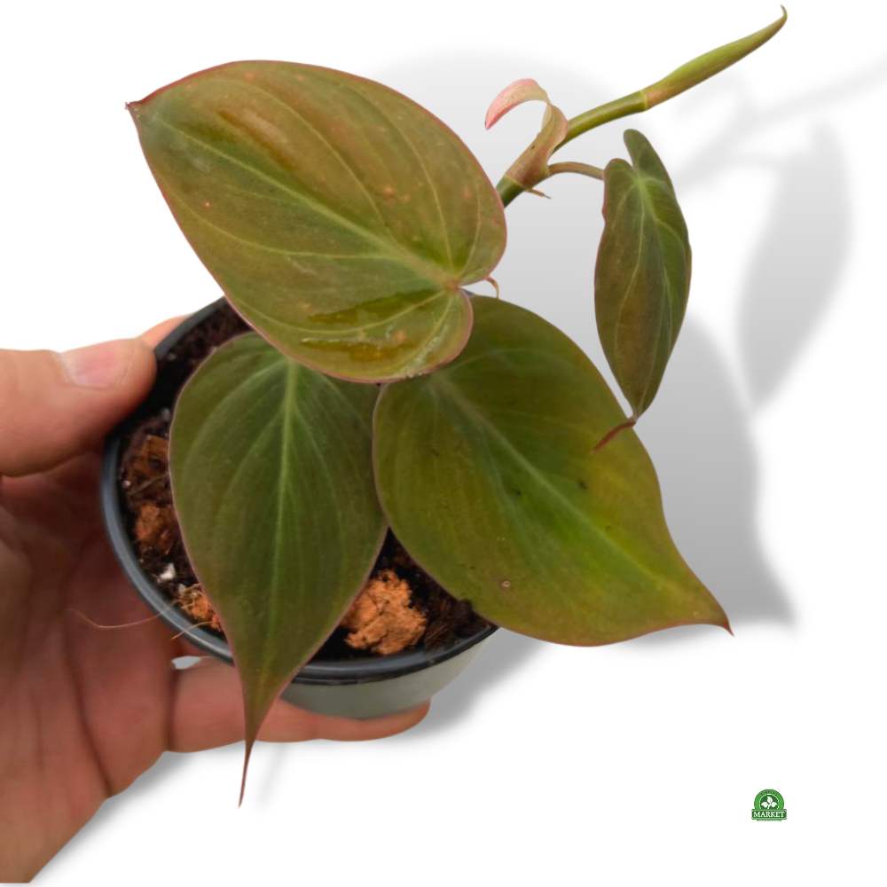 PHILODENDRON-SCANDENS-MICANS-DON-9CM