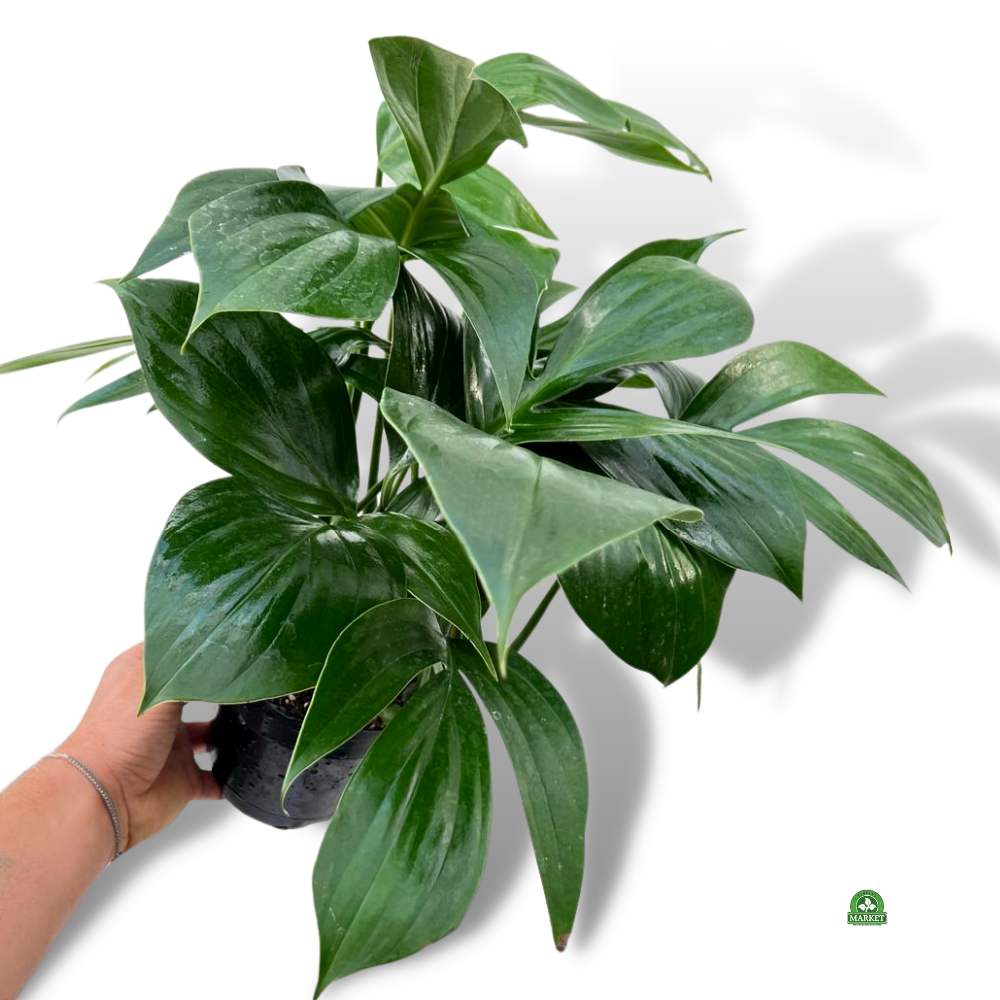 philodendron dragon tail rhaphidophora (3)