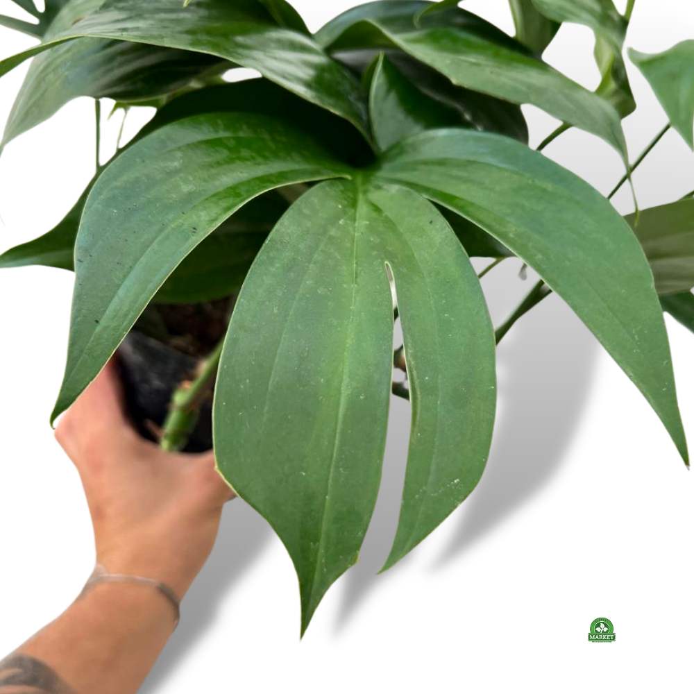 philodendron dragon tail rhaphidophora (4)