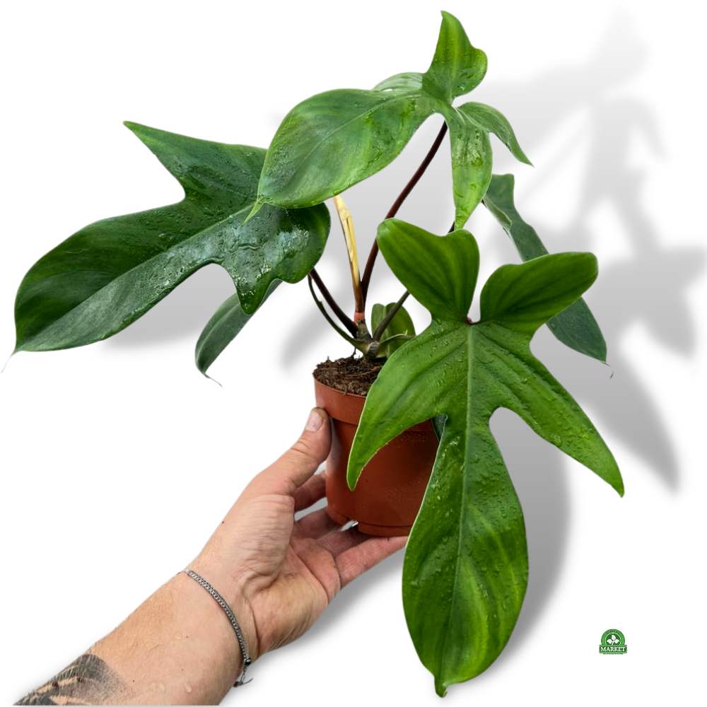 FILODENDRON FLORIDA GREEN  Philodendron hybrydowy (don 12cm)