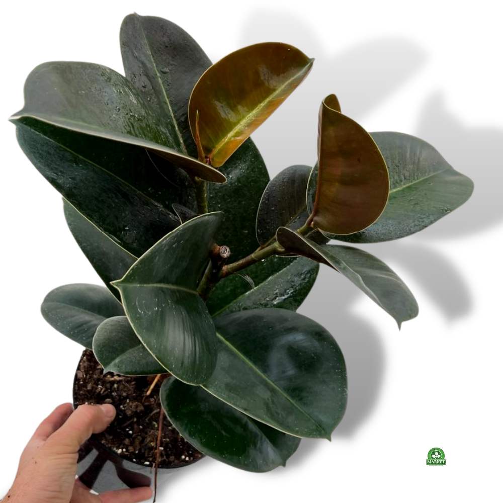 FIKUS SPRĘŻYSTY CLOE XL Ficus elastica (don 17 cm)