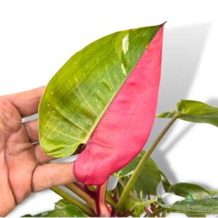 PHILODENDRON WHITE_PINK PRINCES NR 1 (2)