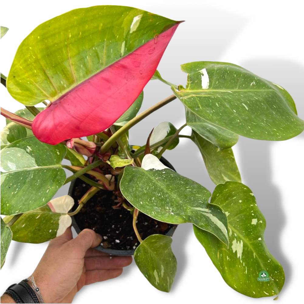 PHILODENDRON WHITE_PINK PRINCES NR 1