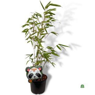 Bambus Fargesia Rufa