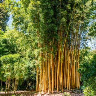 Bambus drzewiasty żółty phyllostachys aureosulcata Aureocaulis (5)