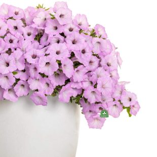 Supertunia-Vista-Cool-Jazz-Petunia (1)